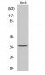 RECS1 Polyclonal Antibody
